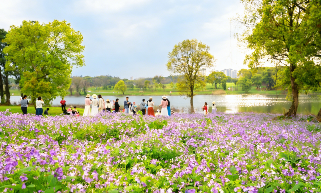 精细管护 浪漫满园 | 欢迎来鱼目山公园踏春呀~